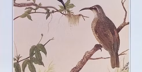 AGM - Speaker Rob Garbutt on A.P.Goodwin Lismore Naturalist