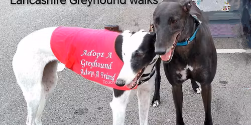 Social sighthound walk