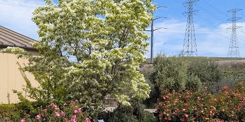 LDG Garden Talk Fruit Tree\/Bush Management