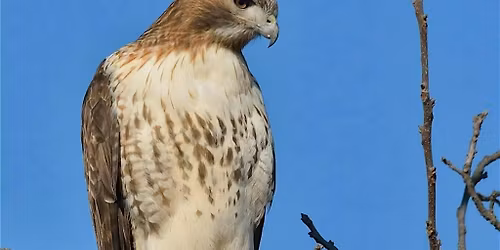 Introduction to Raptors of Skagit Flats