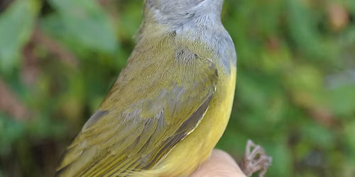 Introduction to Bird Banding