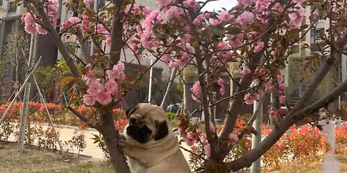\ud83c\udf38 Pugs in Bloom \ud83c\udf38