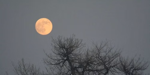 Field Trip: Sonata for Moon, Stars & Fireflies