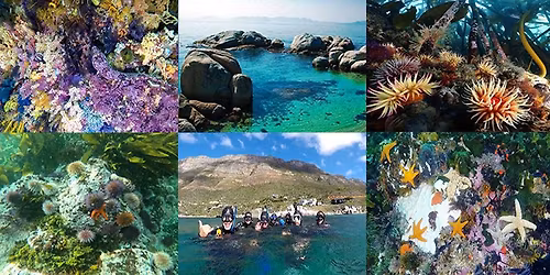 \ud83e\udd3f4 Spots left! Soulful Kelp Forest &\ud83d\udc20\ud83c\udf43Marine Snorkelling in Simons Town, No Exp Required