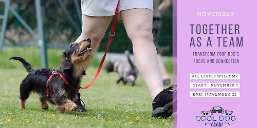 Together as a Team: Transform your Dog's Focus and Connection