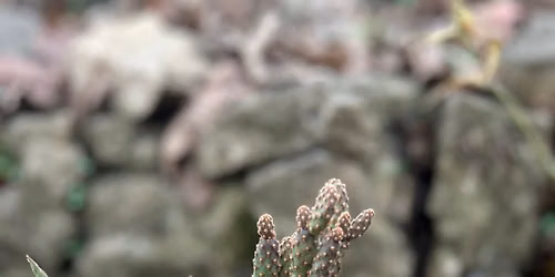 Cactus-in-A-Can Demo with Earthbeet Farms