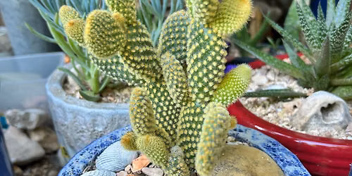 Succulent\/Cactus Arrangement Demo with Earthbeet Farms