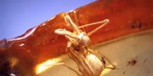 Saturdays at Amber's: House | Minimal House | Tech House