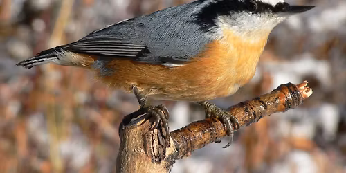 Eastside Audubon Bird Walk
