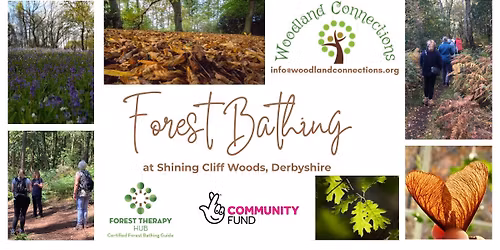 Forest Bathing at Shining Cliff Woods