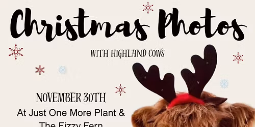 Highland Cow Christmas Photo