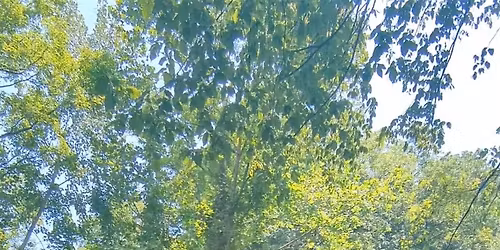 Nature Nidra ~ River Edition