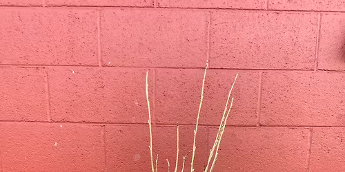 Sips & Winter Porch Pots