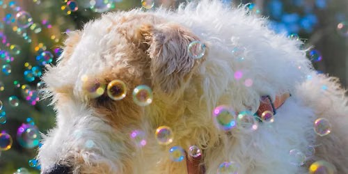 National Make A Dog's Day!
