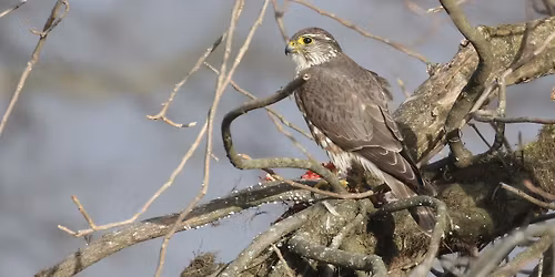 Lycoming Audubon Program: "The Broad-Winged Hawk Project"