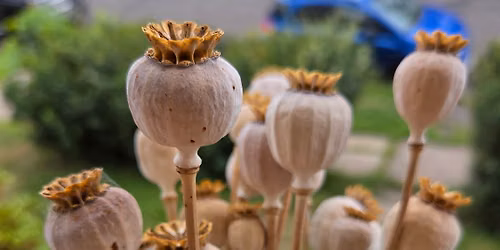 Seed Saving Workshop
