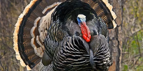 Ft Myers 2026 NWTF Banquet 