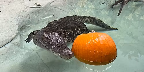 Spooky Safari at the Zoo (21+)