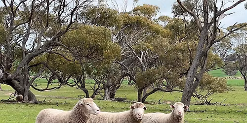 ELDERS QUAIRADING CLEARING SALE