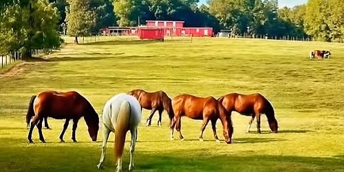 Horse camp - first week