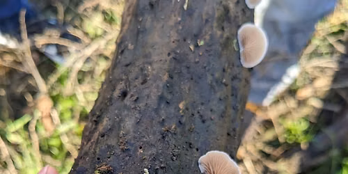 Fantastic Fungi Saturday Walk - Railway Fields
