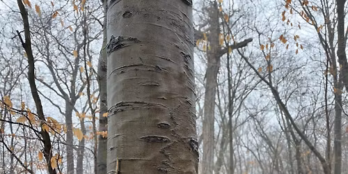Habitat Restoration and Creation on Michigan Audubon Sanctuaries