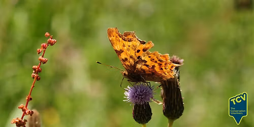 Butterfly survey - The Paddock
