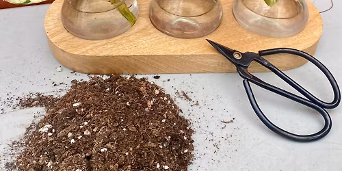 Make More Plants for Free: A Plant Propagation Demo