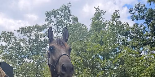 July Fun Show
