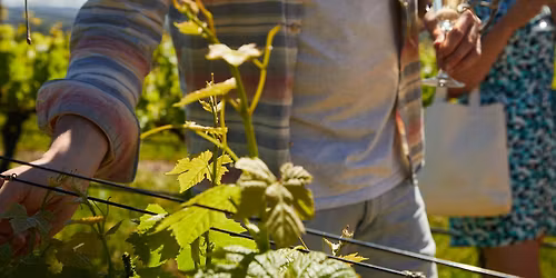 Temecula Southern California Wine and Vineyard Private Tours 