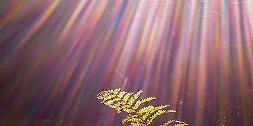 Forest Bathing: Equinox Celebration