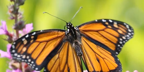 Magical Monarchs: Illustrated Talk