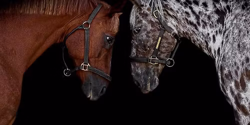 Flatwork/polework/inhand clinic