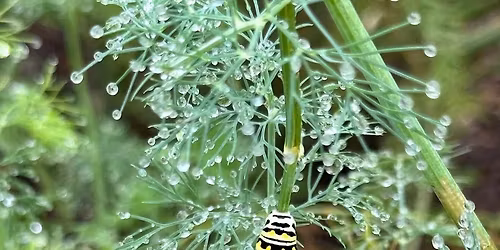 Spring Pollinator Walk