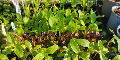 Growing Your Own Healthy Food, with Klaus Leitenberger