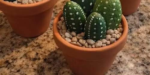 Make your own Mini Cactus garden