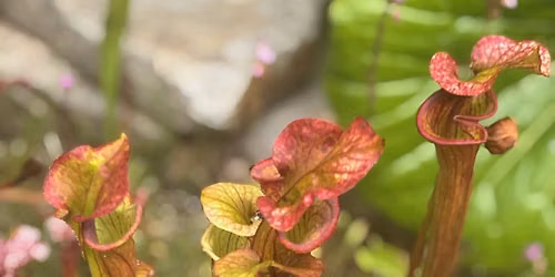 Carnivorous Plant Show and Sale at Sherman Gardens