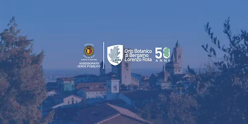 Piante di selciati e muri