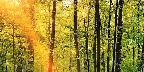 Shamanic Journeying Day | In-person