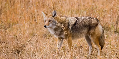 Coyotes and Other Canines