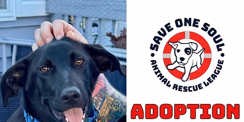 Adoption Event @ The Black Dog (2 Locations)