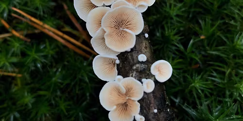 Functional Fungi workshop: forage, feast & formulas