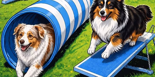 Concours Agility Pont \u00e0 Mousson 54700 