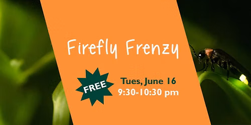 Firefly Frenzy