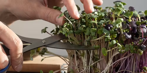 Free - Grow Your Own Microgreens with Pip