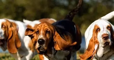 May Basset Hound Meetup