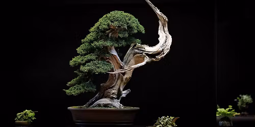 Bonsai Society Meeting - Junipers, Pines, and Conifers