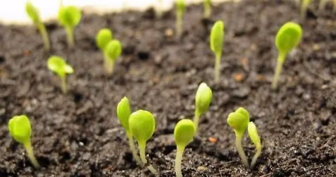 Sem\u00ednkov\u00e1n\u00ed