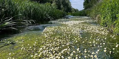 London Rivers Week - River Roding guided walk (Redbridge to Ray Park)