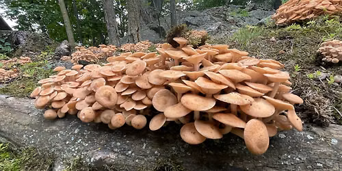 Fungi Walk - October 10